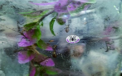 BABY MANTIS LOBATA / BELALANG SEMBAH LOBATA